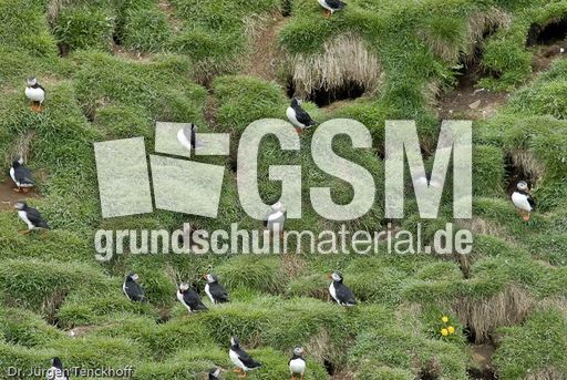 Papageitaucher (1 von 20).jpg